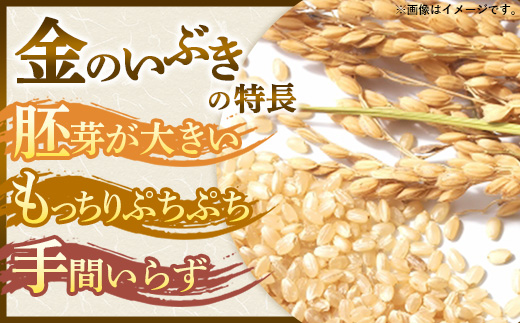 山圢ç飯è±çºç£ éã®ãã¶ã çç±³ 4kg (R7幎ç£ïŒ - çç±³ãã©ã³ã ç±³ çç±³ãã¯ã åçš® éæ ãã©ã³ãç±³ çç±³é£ é£ç©ç¹ç¶ ãã¿ãã³ ãããã ããã§èŸ²ç£ 山圢ç 飯è±çºãäŸ¡æ Œæ¹å®ã