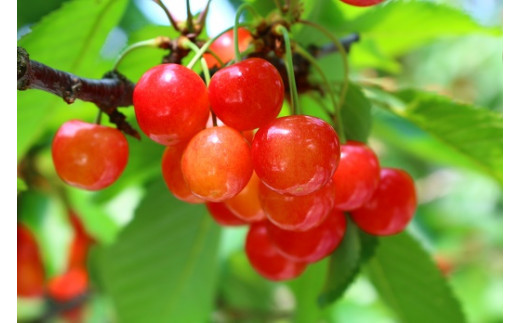 数量限定 さくらんぼ「佐藤錦」 訳あり品 1kg - さくらんぼ 佐藤錦 2026 山形 2026年発送 サクランボ フルーツ 山形県 飯豊町 ※北海道・中国・四国・九州・沖縄　配送不可