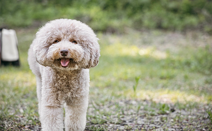 ワンズバーグ 馬《犬用おやつ》約35g×6個