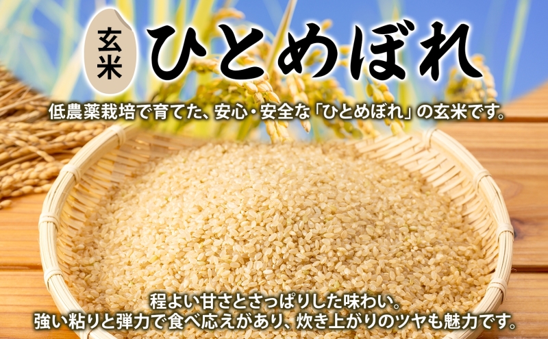 令和7年産 ひとめぼれ(玄米) 25kg 玄米 げんまい 米 お米 こめ おこめ ライス 冷めても美味しい お弁当 おにぎり 塩むすび カレー どんぶり 丼 ふっくら お取り寄せ 備蓄 送料無料 福島県 郡山市