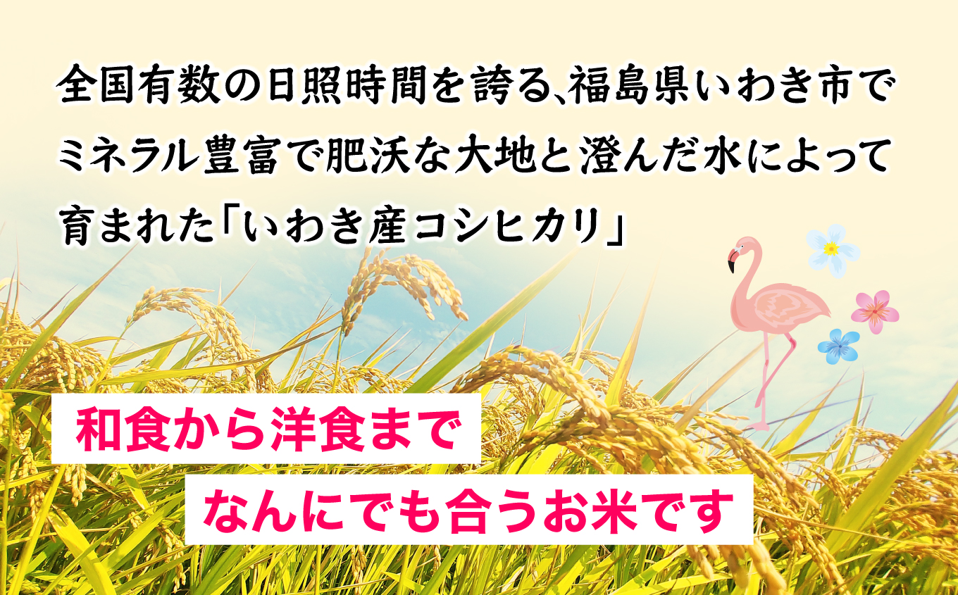 Iwaki Laiki いわき産コシヒカリ5kg（5kg×1袋） | IwakiLaiki いわき産 コシヒカリ 5kg  産地直送 ブランド米 上白米 一等米 ミネラル豊富 日照 旨み ふっくら ねばり 甘み 食感 ギフト 贈答用 白米 精米 送料無料 お米 こめ 人気 | FU004-5kg-r7