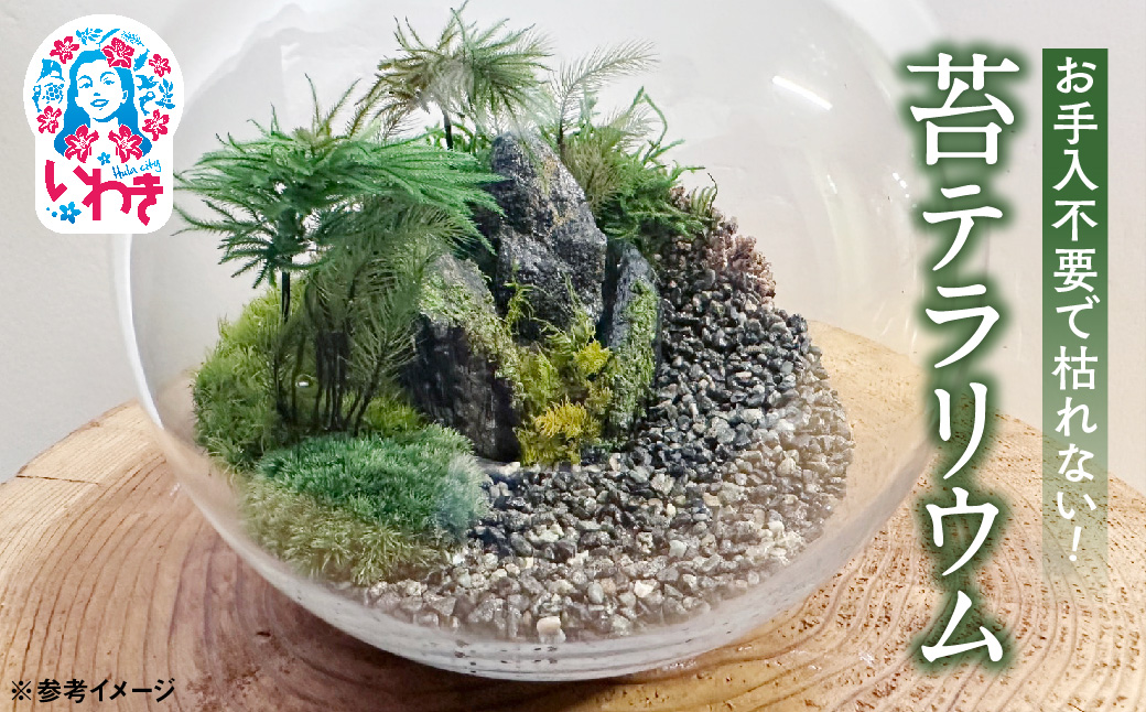 苔モスチャーテラリウム | 苔 テラリウム モスチャー 観葉植物 インテリア ガラス容器 おしゃれ 小型 癒し グリーン 観賞用 室内緑化 ミニ植物 手入れ簡単 長持ち ギフト プレゼント 新築祝い 開店祝い 人気 送料無料 | DE024