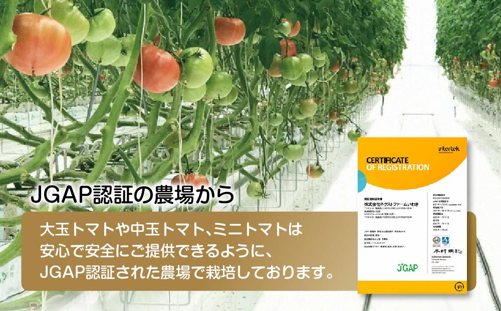 トマトのプリンとゼリーのセット　各3個入り