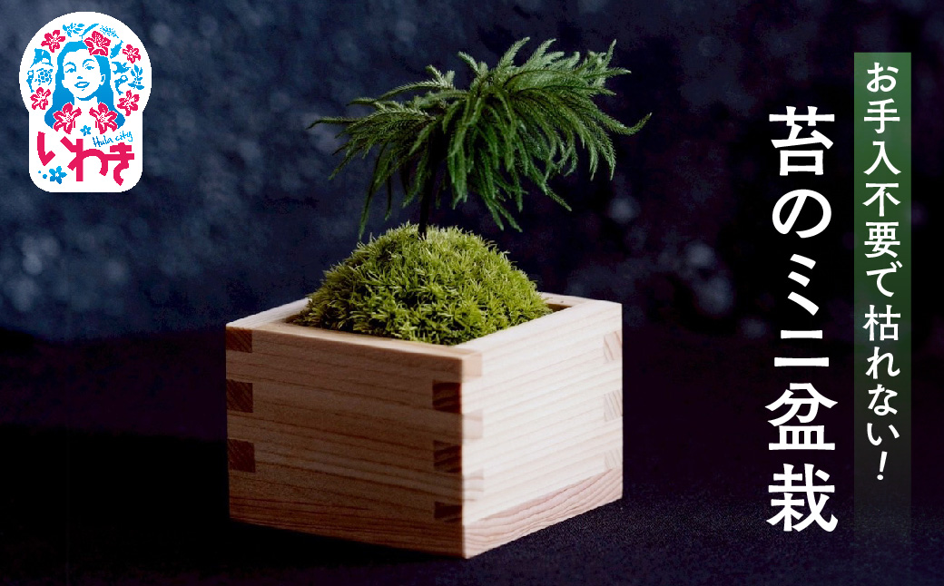 枯れない苔のミニ盆栽 | 苔盆栽 枯れない 苔 インテリア ミニ盆栽 人工 プリザーブド 苔玉 おしゃれ 和風 ギフト プレゼント 癒し 室内緑化 長持ち 手入れ不要 新築祝い 開店祝い デスク インテリア雑貨 人気 送料無料 | DE023