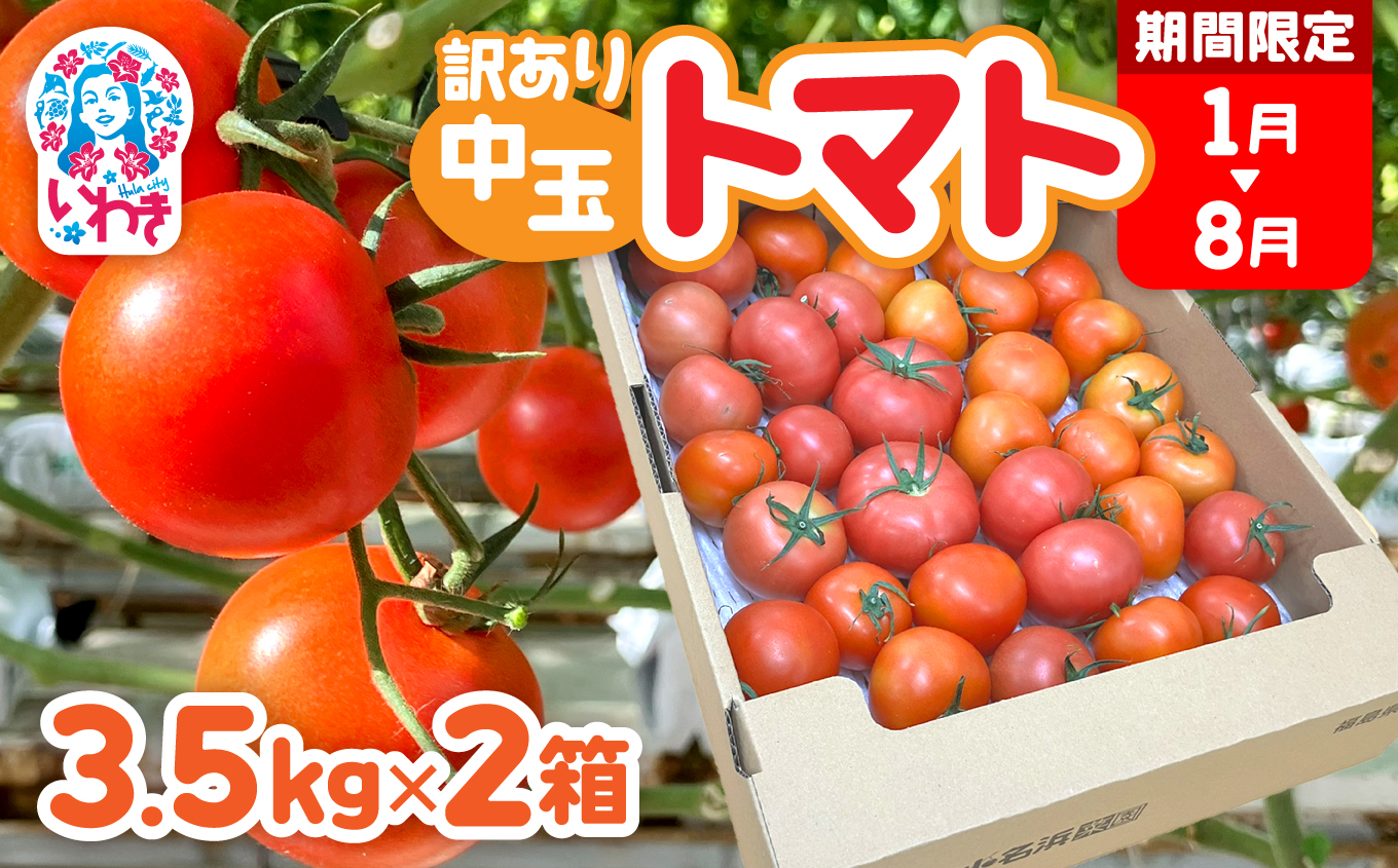 【1月～8月】訳あり 中玉 トマト 約3.5kg×2箱 | 訳あり トマト 中玉トマト 3.5kg 2箱 産地直送 野菜 国産 福島県 いわき産 とまと 数量限定 規格外 不揃い フレッシュ ジューシー 甘み 酸味 産地応援 小名浜菜園 送料無料 中玉 | IO005-01-08-2s
