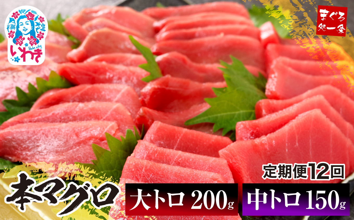 【定期便/計12回】本マグロ大トロ中トロセット350g（計4.2kg）【DG012-t12】|いわき市 ふるさと納税 株式会社東日本貿易 鮪 本鮪 本まぐろ マグロ 大トロ 大とろ トロ とろ 刺し身 さしみ さかな 海鮮 寿司 解凍レシピ付