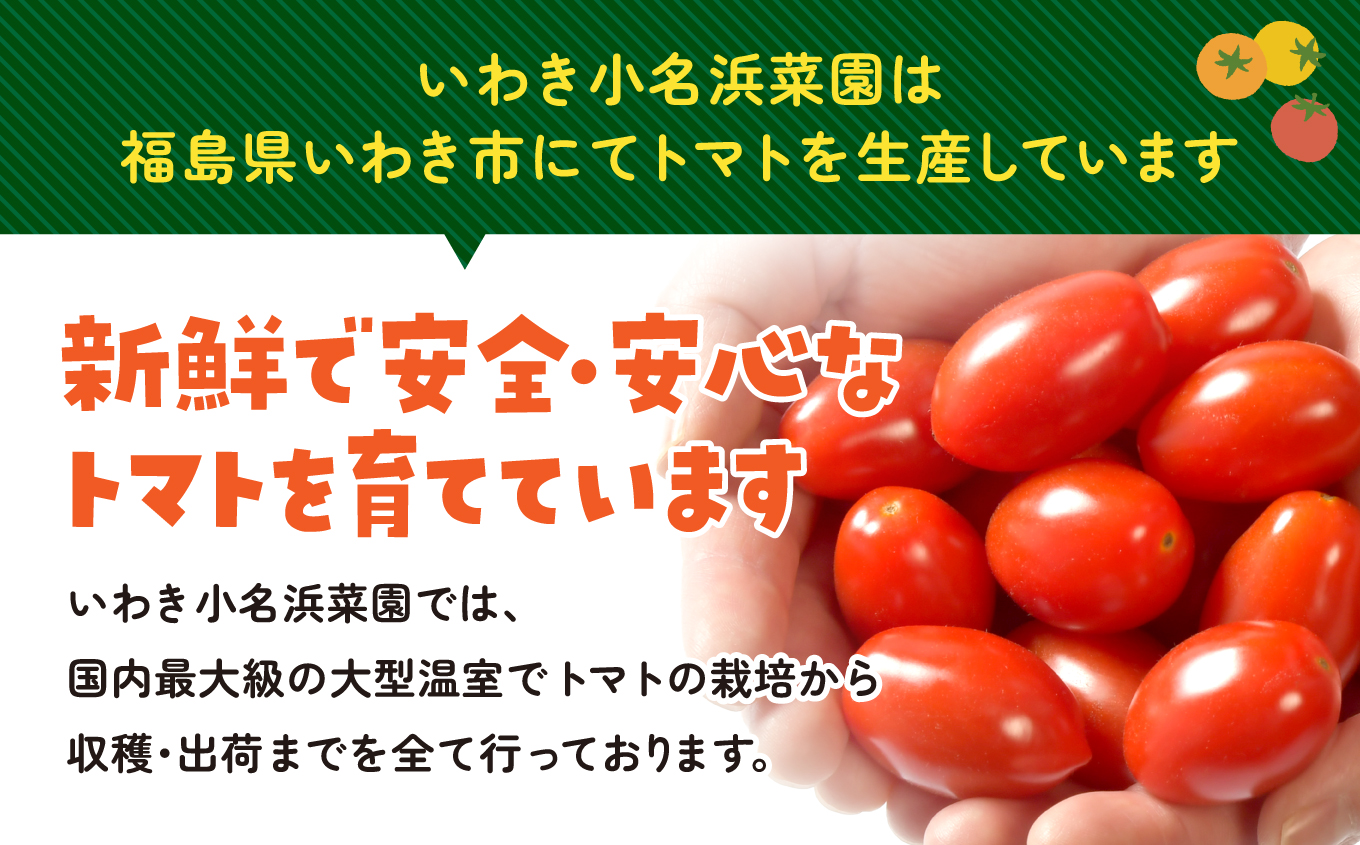 【1月～8月】訳あり 中玉 トマト 約3.5kg×1箱 | 訳あり トマト 中玉トマト 3.5kg 1箱 産地直送 野菜 国産 福島県 いわき産 とまと 数量限定 規格外 不揃い フレッシュ ジューシー 甘み 酸味 産地応援 小名浜菜園 送料無料 中玉 | IO005-01-08