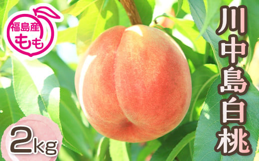 阿部農縁　福島の桃　川中島白桃2kg(6～9玉)　ギフト・贈答用　ふくしまの完熟もも F7X-0050