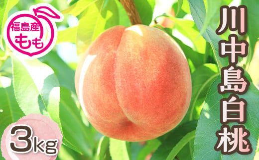 阿部農縁　福島の桃　川中島白桃3kg(8～12玉)　ギフト・贈答用　ふくしまの完熟もも F7X-0051