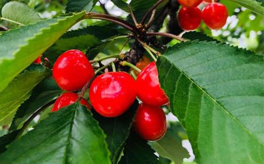 さくらんぼ 佐藤錦 紅秀峰 紅てまり どれか1品種 500g Lサイズ ＜有我果樹園＞ F7X-0227