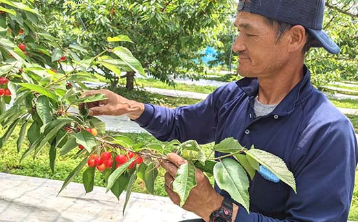 さくらんぼ 佐藤錦 紅秀峰 紅てまり どれか1品種 500g Lサイズ ＜有我果樹園＞ F7X-0227