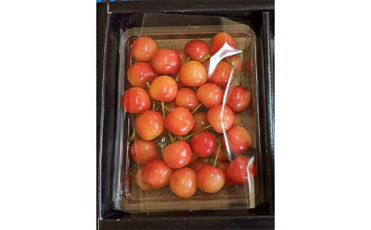 さくらんぼ 佐藤錦 紅秀峰 紅てまり どれか1品種 500g Lサイズ ＜有我果樹園＞ F7X-0227