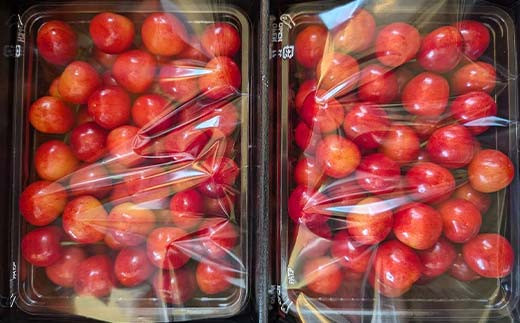 さくらんぼ 佐藤錦 紅秀峰 紅てまりのどれか1品種 1kg Lサイズ 贈答用 ＜有我果樹園＞ F7X-0229