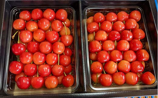 さくらんぼ 佐藤錦 紅秀峰 紅てまりのどれか1品種 1kg 2Lサイズ 贈答用 ＜有我果樹園＞ F7X-0230