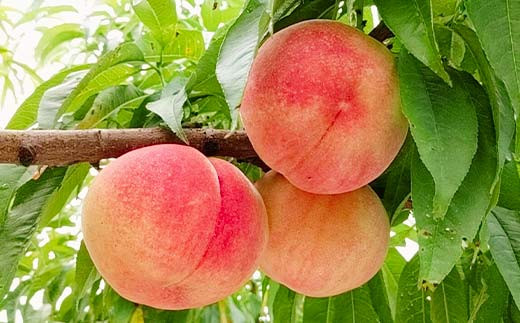 桃 ＜箭内厳雄果樹園＞ もも 2kg 6～9玉 品種おまかせ 贈答用 F7X-0225