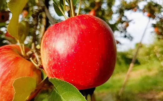 りんご 大玉 11～16個 5kg ＜有我果樹園＞ F7X-0235