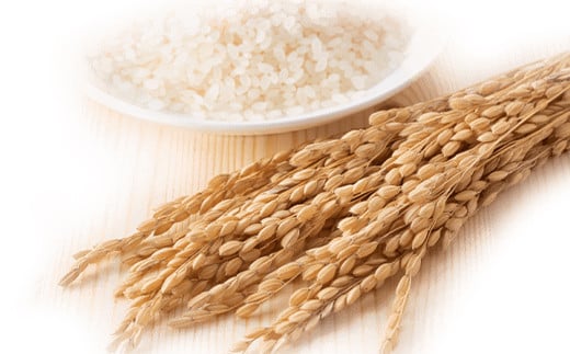 令和7年産米 須賀川市産 天のつぶ精米10kg ブランド米 お米 精米 白米 人気 F7X-0645