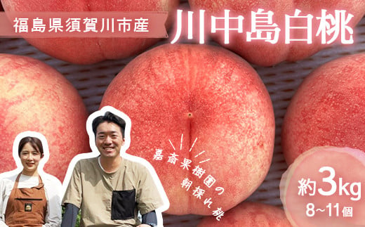 ＜先行受付＞ 嘉斎果樹園の桃「川中島白桃」約3kg（8～11個） もも モモ 桃 デザート フルーツ 果物 くだもの 果実 食品 F7X-0141