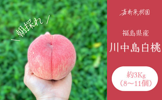 ＜先行受付＞ 嘉斎果樹園の桃「川中島白桃」約3kg（8～11個） もも モモ 桃 デザート フルーツ 果物 くだもの 果実 食品 F7X-0141