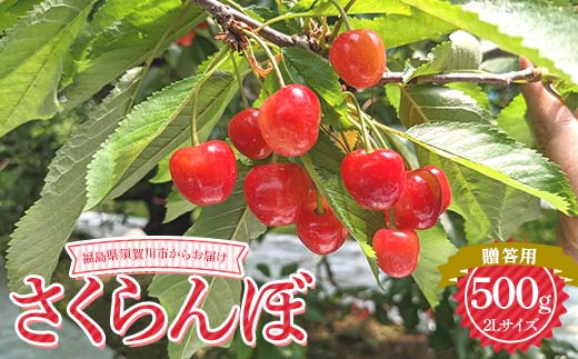 さくらんぼ 佐藤錦 紅秀峰 紅てまり どれか1品種 500g 2L 贈答用 ＜有我果樹園＞ さくらんぼ サクランボ チェリー デザート フルーツ 果物 くだもの 果実 食品 F7X-0279