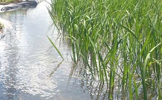 2024å¹Žç£ ç¹å¥æ œå¹ç±³ 倪å°ç±³å®ç ãããã²ããã çœç±³ 2kg ãã©ã³ãç±³ ãç±³ 粟米 çœç±³ äººæ° F7X-0311