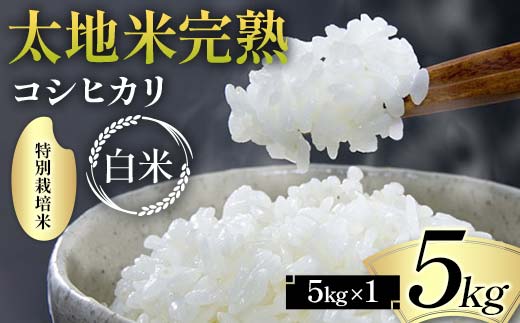 2024å¹Žç£ ç¹å¥æ œå¹ç±³ 倪å°ç±³å®ç ãããã²ããã çœç±³ 5kg ãã©ã³ãç±³ ãç±³ 粟米 çœç±³ äººæ° F7X-0313