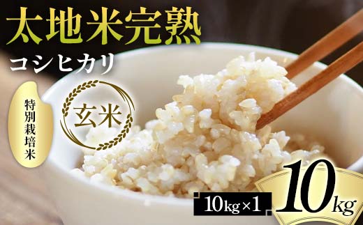 2026年産 特別栽培米 太地米完熟【こしひかり】 玄米 10kg ブランド米 お米 人気 F7X-0667