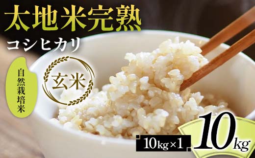 2026年産 自然栽培米 太地米完熟【こしひかり】 玄米 10kg ブランド米 お米 人気 F7X-0683