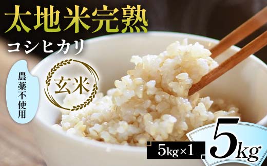 2026年産 農薬不使用 太地米完熟【こしひかり】 玄米 5kg ブランド米 お米 人気 F7X-0674
