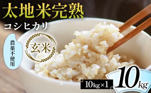 2026年産 農薬不使用 太地米完熟【こしひかり】 玄米 10kg ブランド米 お米 人気 F7X-0675