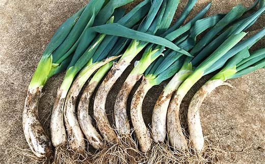 阿部農縁 旬のお野菜わくわくセット（約7～8種類＆加工品） F7X-0029