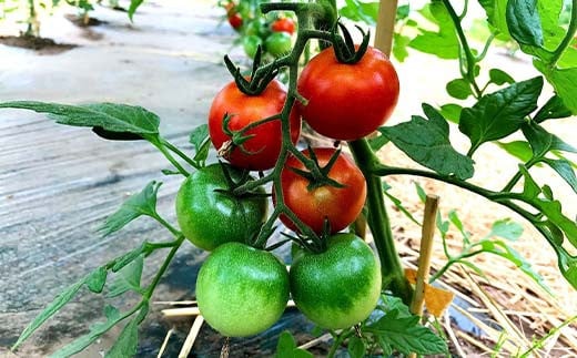 阿部農縁 旬のお野菜わくわくセット（約7～8種類＆加工品） F7X-0029