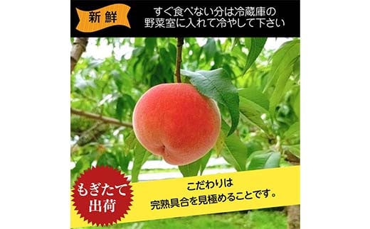 桃 品種おまかせ 2kg 6～9個 もも 贈答 プレゼント ＜佐藤果樹園＞ モモ 桃 デザート フルーツ 果物 F7X-0280