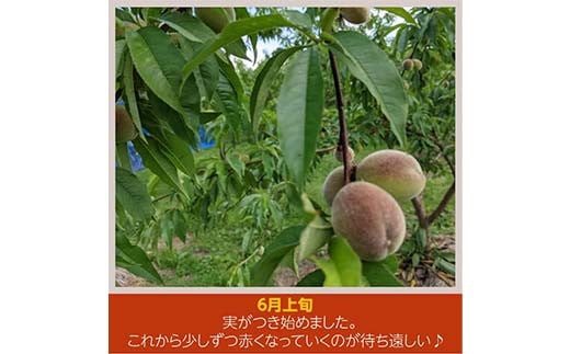 桃 品種おまかせ 3kg 9～12個 もも 贈答 プレゼント ＜佐藤果樹園＞ モモ 桃 デザート フルーツ 果物 F7X-0281