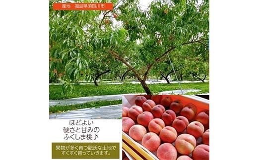 桃 品種おまかせ 5kg 13～18個 もも 贈答 プレゼント ＜佐藤果樹園＞ モモ 桃 デザート フルーツ 果物 F7X-0282