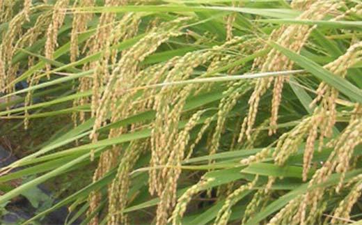 お米の定期便 特別栽培米 太地米完熟 【こしひかり】 玄米2kg×6か月連続 ブランド米 お米 人気 F7X-0369