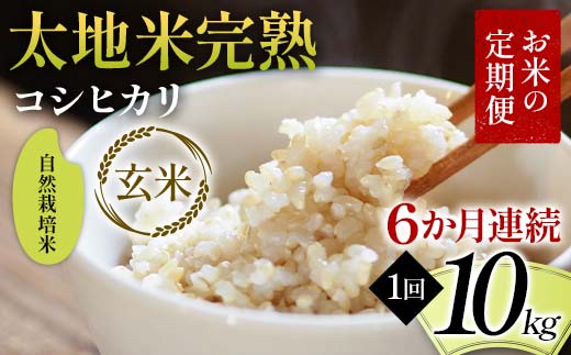 【先行予約】お米の定期便 自然栽培米 太地米完熟 【こしひかり】 玄米10kg×6か月連続 ブランド米 お米 人気 F7X-0777