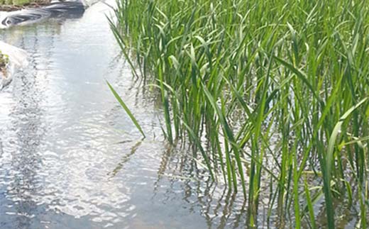 【先行予約】お米の定期便 自然栽培米 太地米完熟 【こしひかり】 玄米10kg×6か月連続 ブランド米 お米 人気 F7X-0777