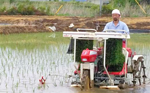 【先行予約】お米の定期便 農薬不使用米 太地米完熟 【こしひかり】 玄米3kg×12か月連続 ブランド米 お米 人気 F7X-0731