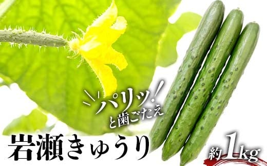 タクシー会社直送 パリッと歯ごたえ 岩瀬きゅうり1kg キュウリ 野菜 漬物 サラダ 福島県 須賀川市 F7X-0780