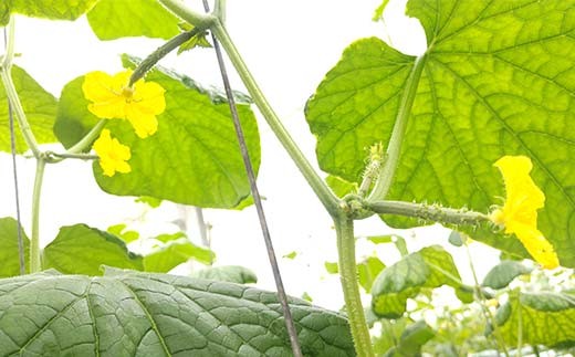 タクシー会社直送 パリッと歯ごたえ 岩瀬きゅうり1kg キュウリ 野菜 漬物 サラダ 福島県 須賀川市 F7X-0780