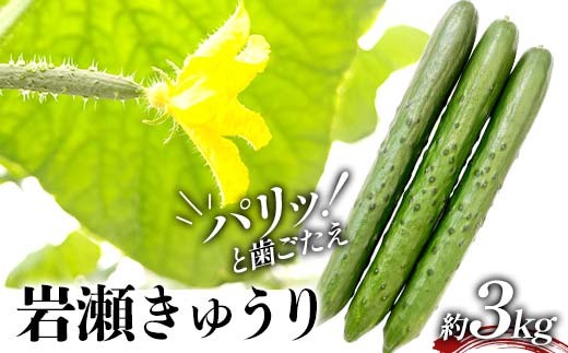 タクシー会社直送 パリッと歯ごたえ 岩瀬きゅうり3kg キュウリ 野菜 漬物 サラダ 福島県 須賀川市 F7X-0782