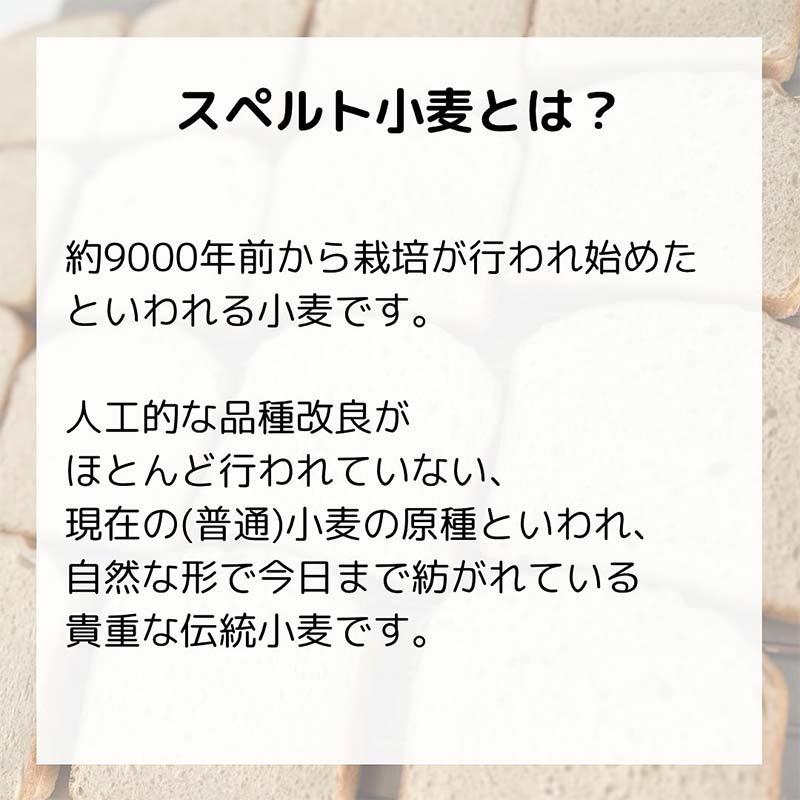 店主のおすすめ こだわりのパン 食パン1斤＋おまかせセット 古代小麦 食物繊維 スペルト小麦 朝食 昼食 ランチ 軽食 おやつ 食品 F7X-0787
