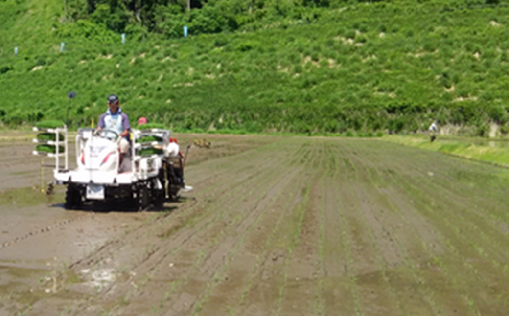 【令和8年産先行予約！】特別栽培米コシヒカリ　玄米　5kg　6か月定期便(計30kg)　[米・食味分析鑑定コンクール国際大会 特別優秀賞受賞]　【07208-0810】