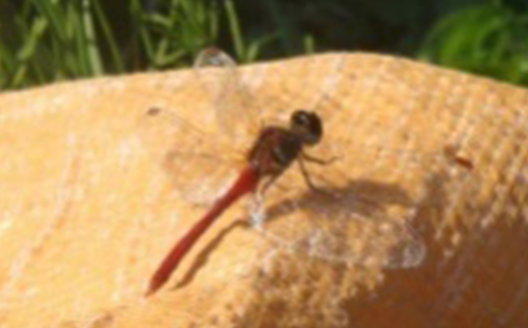 【令和7年産】特別栽培米コシヒカリ　玄米　5kg　6か月定期便(計30kg)　[米・食味分析鑑定コンクール国際大会 特別優秀賞受賞]　【07208-0808】