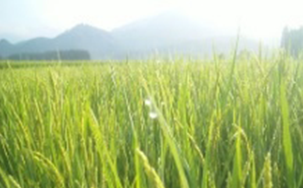 【令和8年産先行予約！】特別栽培米コシヒカリ　玄米　5kg　6か月定期便(計30kg)　[米・食味分析鑑定コンクール国際大会 特別優秀賞受賞]　【07208-0810】