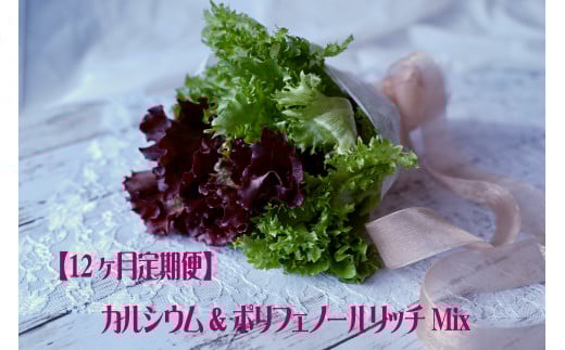 【定期便】カルシウム&ポリフェノールリッチレタスMix（毎月12ヶ月お届け）　【07208-0095】