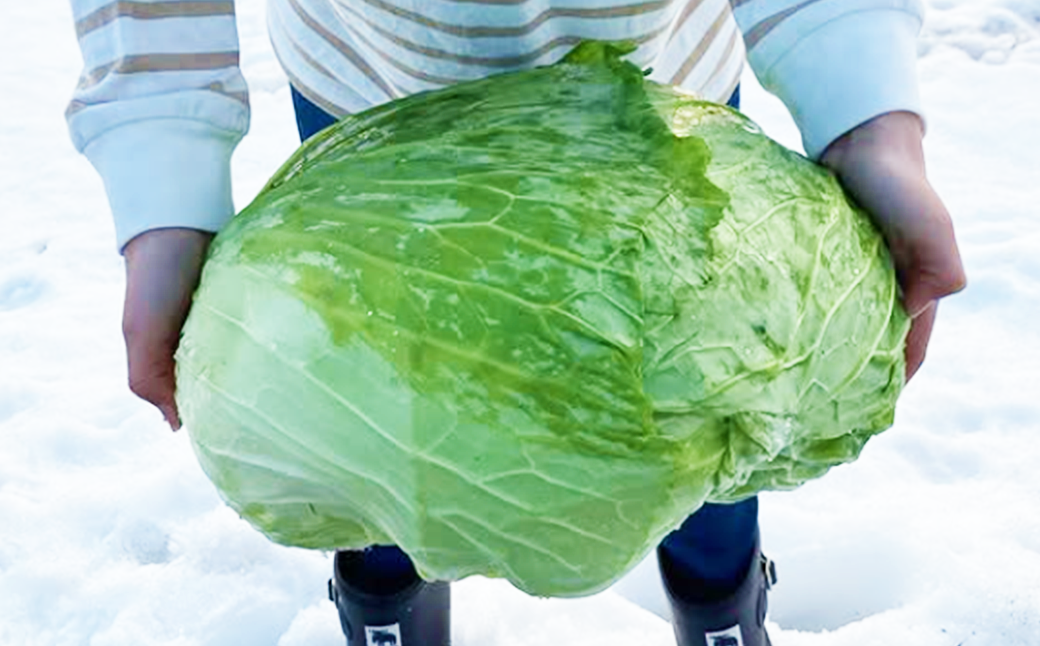 【先行予約】2027年1月中旬より発送！大きな雪下キャベツ約2.5kg×2玉　【07208-0789】