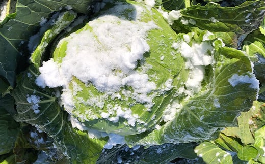 会津発　季節の野菜だより（小）定期便6回　【07208-0261】