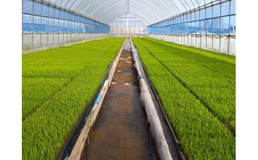 【先行予約】令和8年産　特別栽培米コシヒカリ5kg  (令和8年10月中旬以降順次発送）　特別栽培米　コシヒカリ　雪蔵銀ぴか米 　会津　喜多方【07208-0843】
